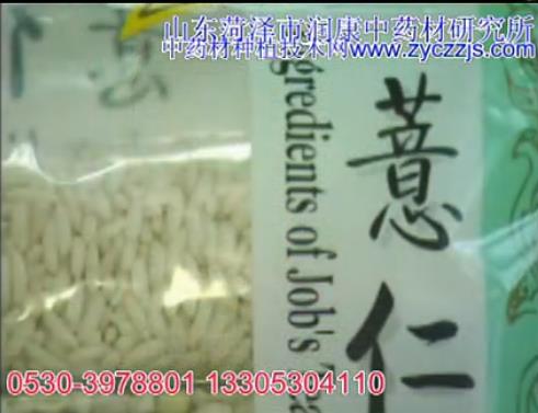 中藥材薏苡高產栽培技術