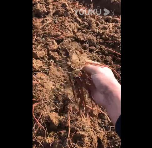 丹參苗 機收作業