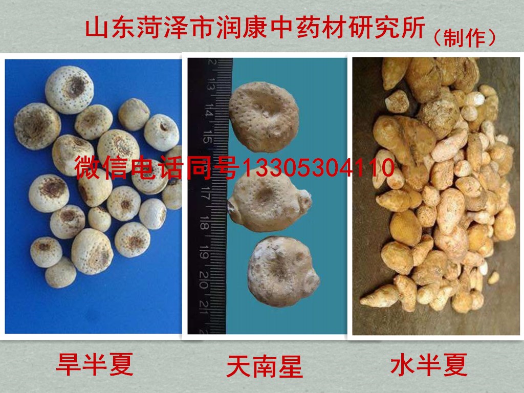 旱半夏，天南星，水半夏鑒別