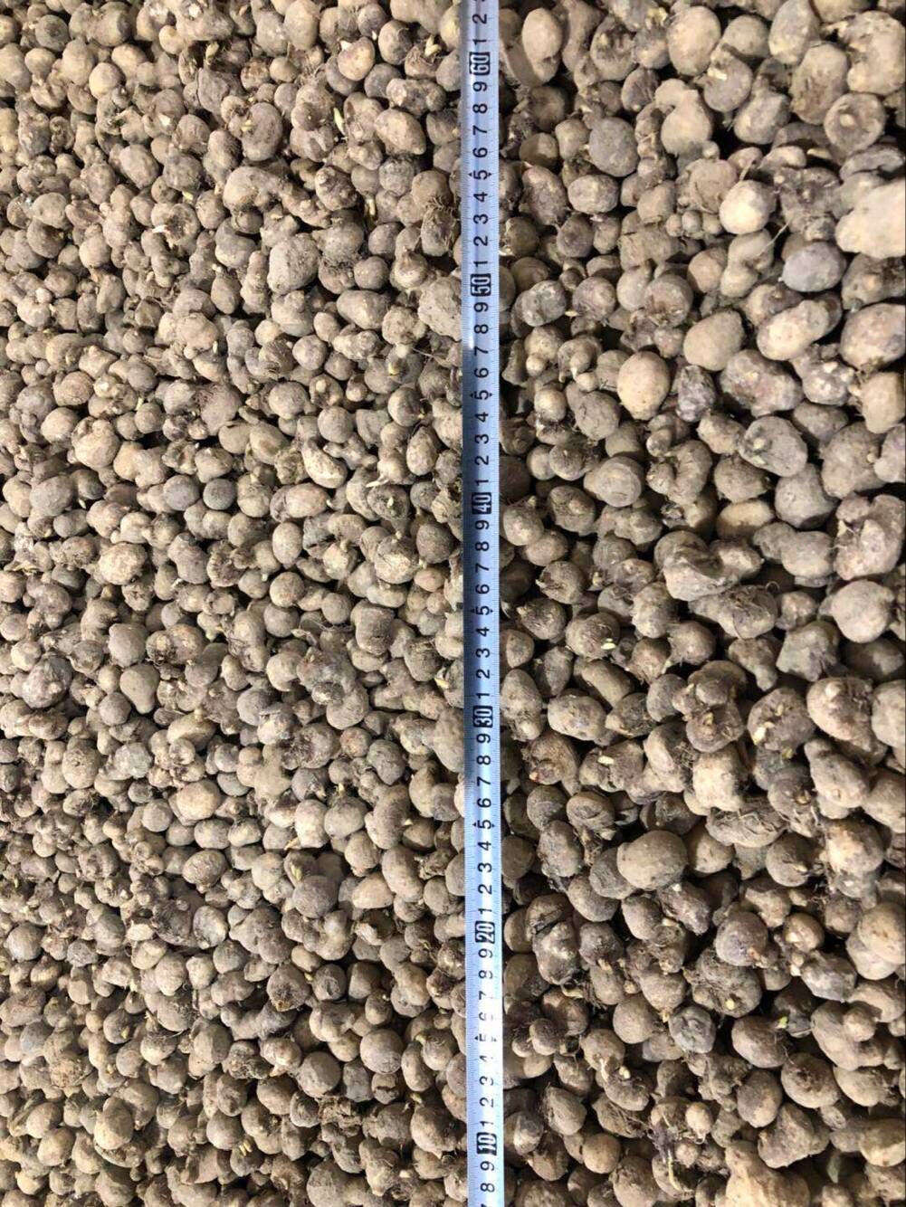 半夏種子，種莖，種苗